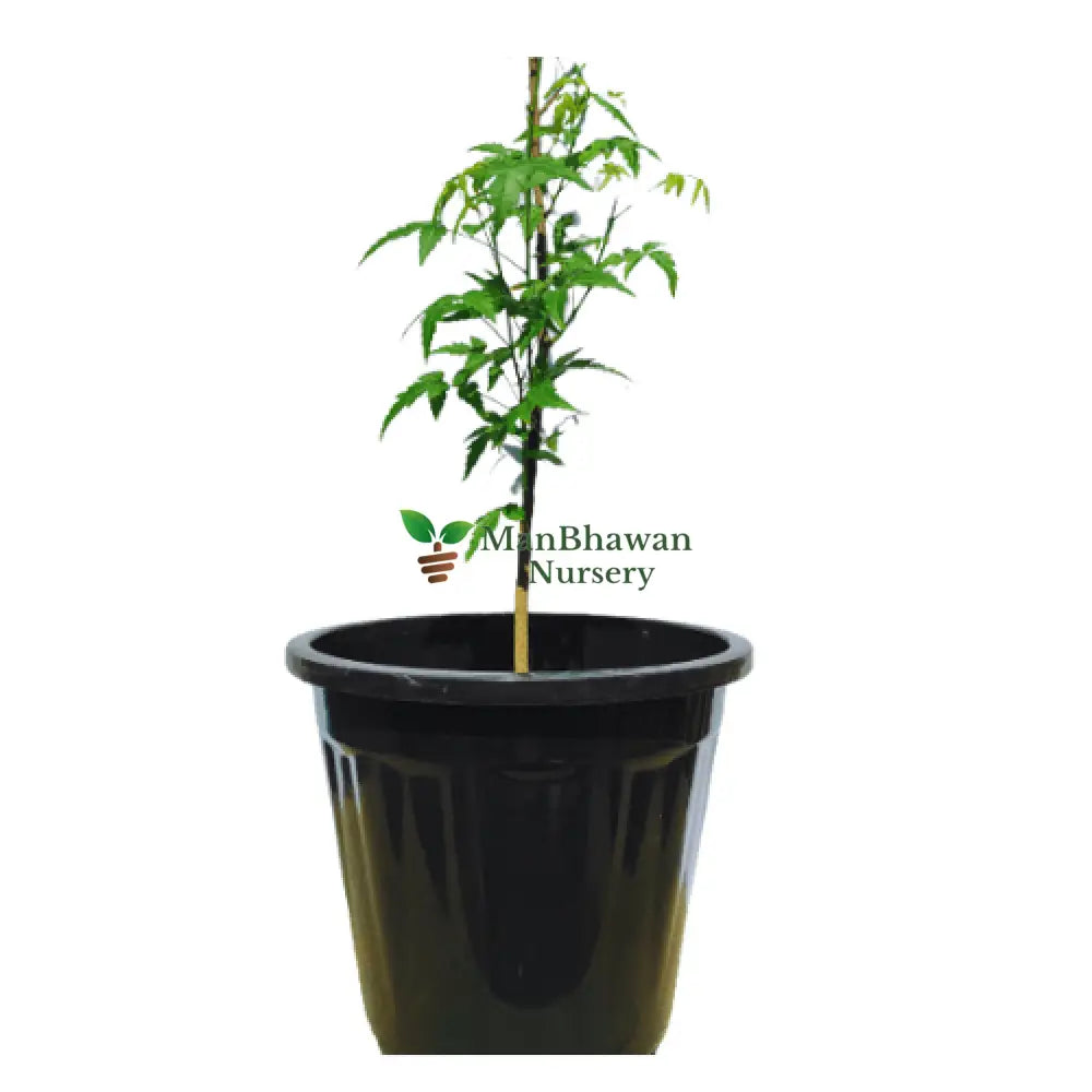 Neem Tree