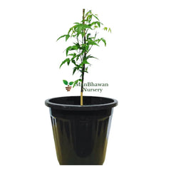 Neem Tree