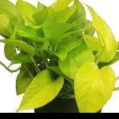 Money Plant Golden in Square Top Ceramic Pot