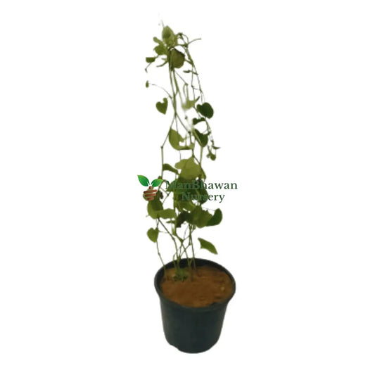 Paan Plant / Piper Betel / Pan Bel