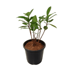 Shop Panda Fig online - easy plant shopping, Buy Ficus Panda for home and office online, Purchase Panda Fig tree with just a click, Ficus Panda online - bring unique nature to your space, Order your Panda Fig plant hassle-free