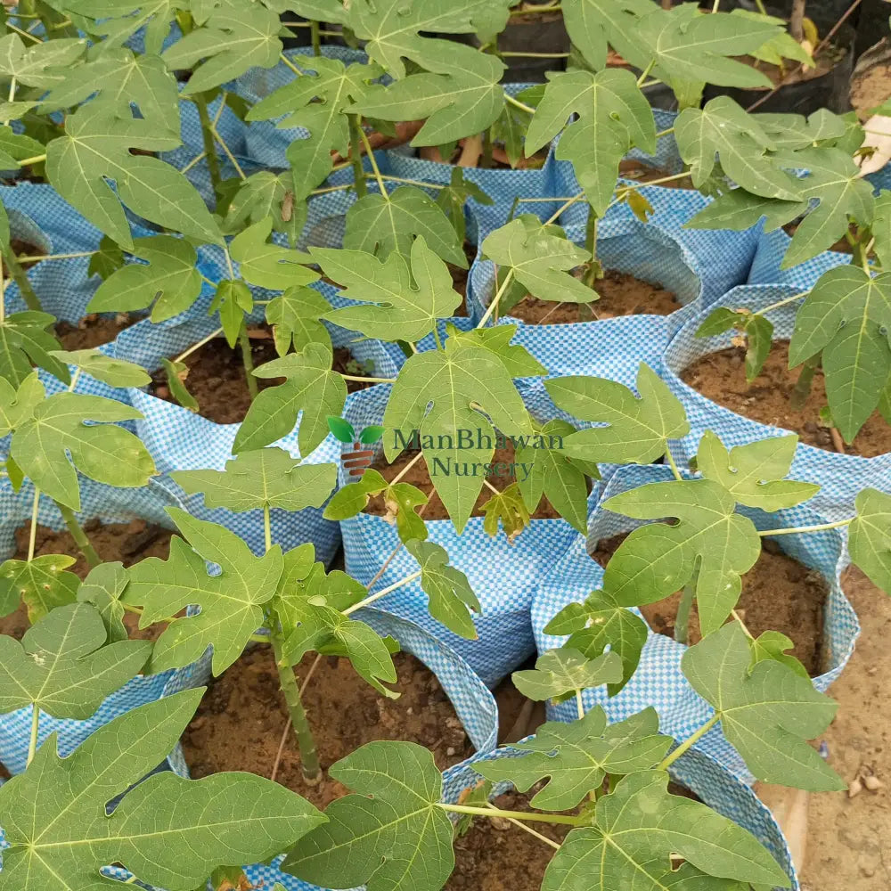 Papaya Plant