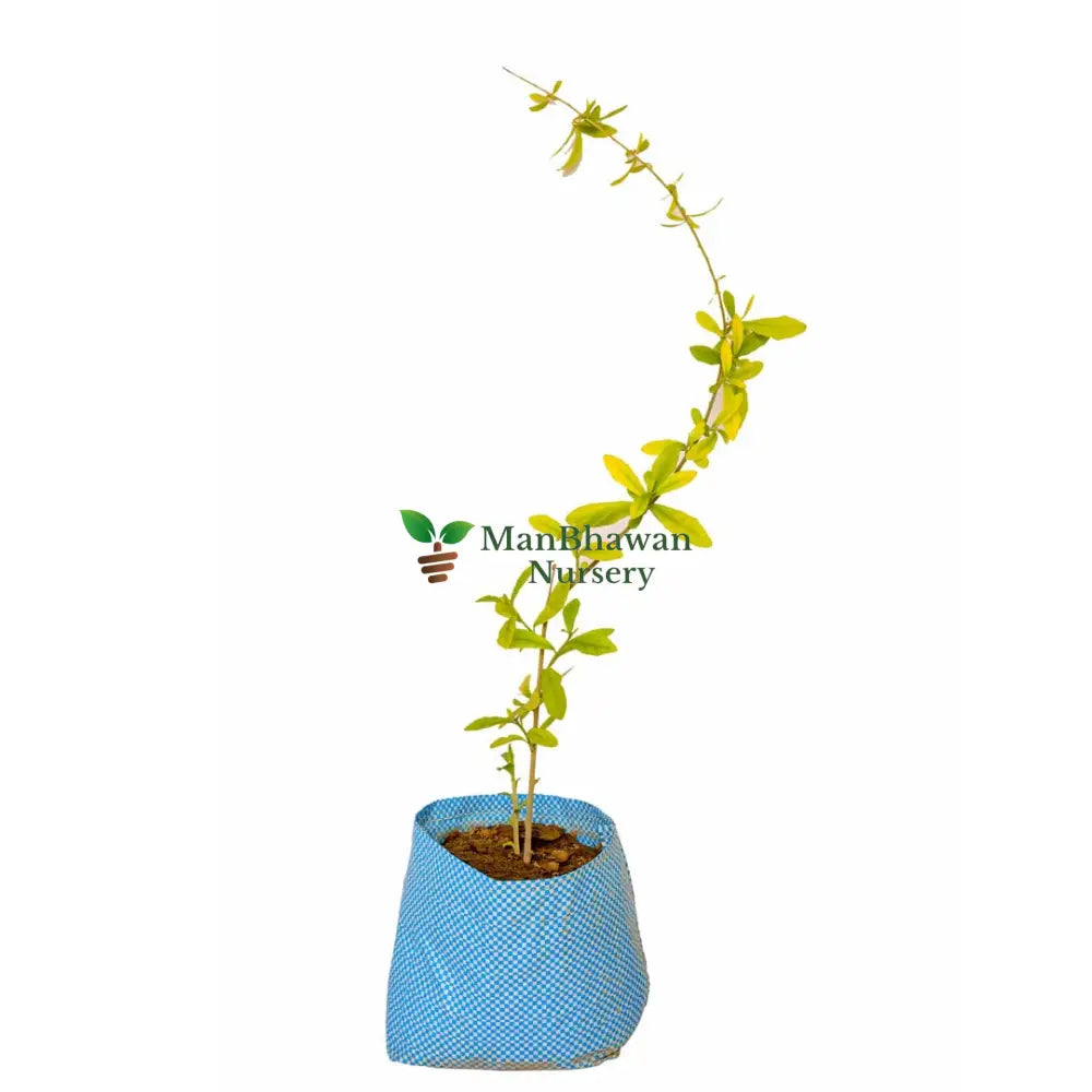 Parda Bel Curtain Creeper