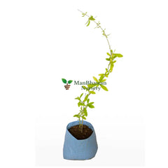 Parda Bel Curtain Creeper