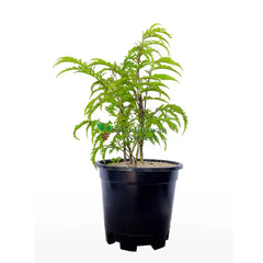 Parsley Aralia /Polyscias Crispata
