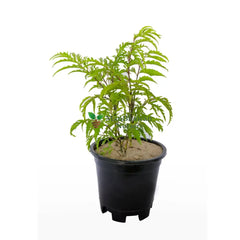 Parsley Aralia /Polyscias Crispata