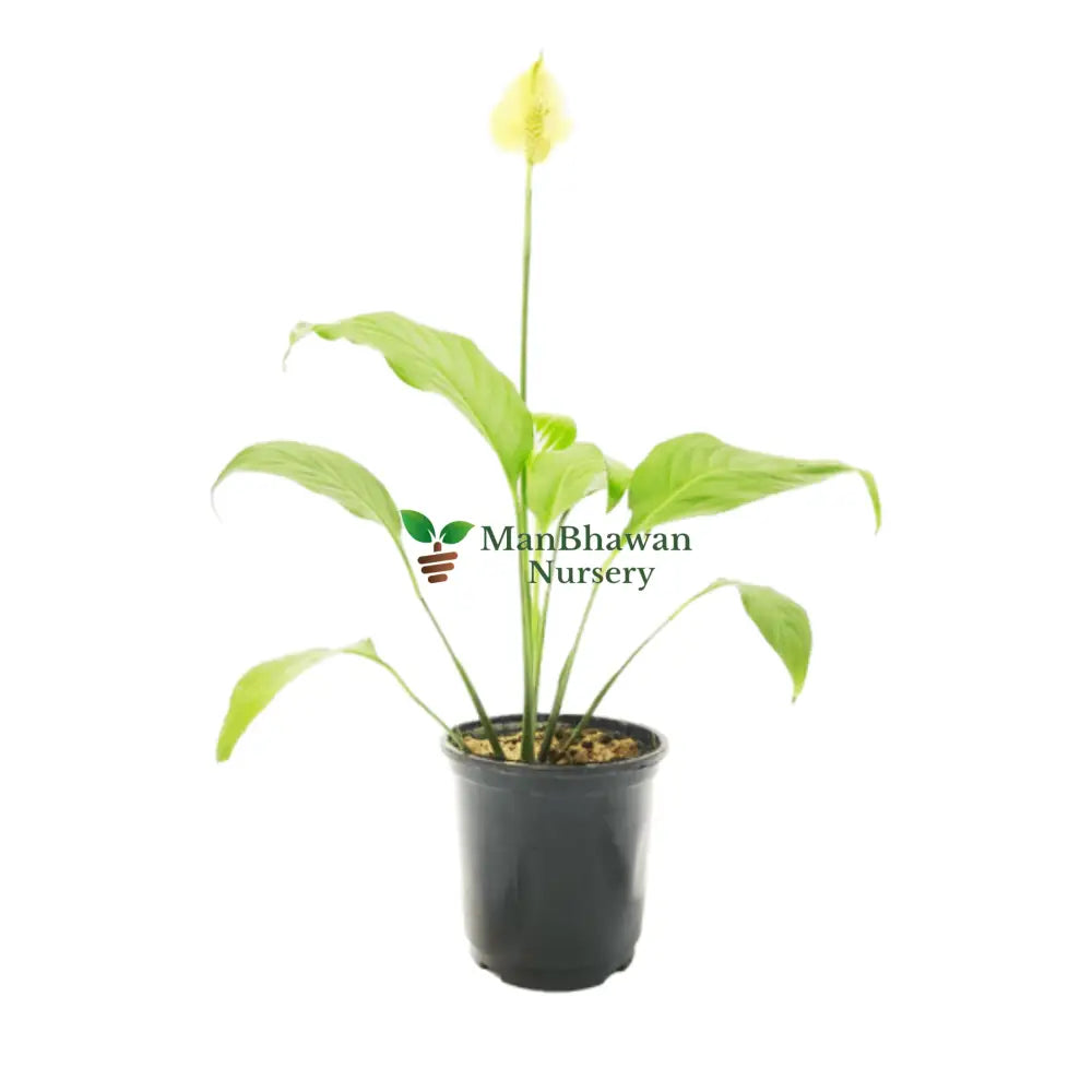 Peace Lily Plant 6 Inch