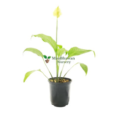 Peace Lily Plant 6 Inch