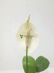 Peace Lily Plant