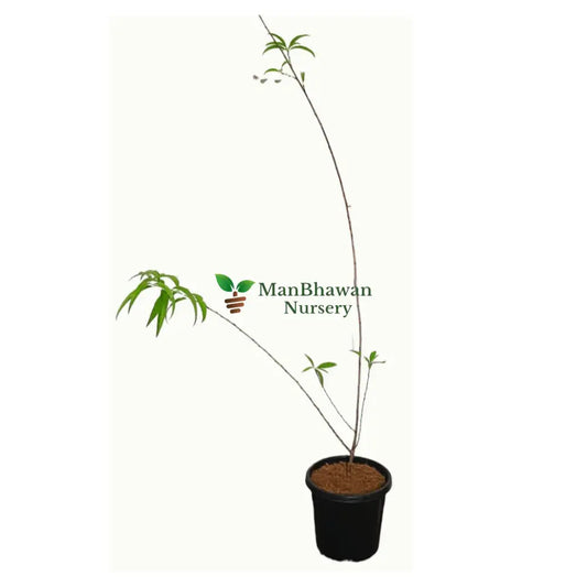 Peach Aadoo plant