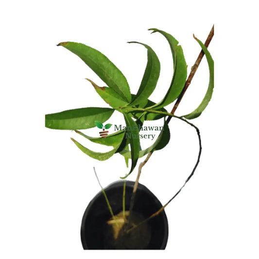 Peach Aadoo plant