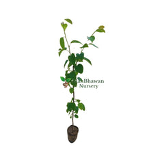 shop for best pear plant online at the lowest price