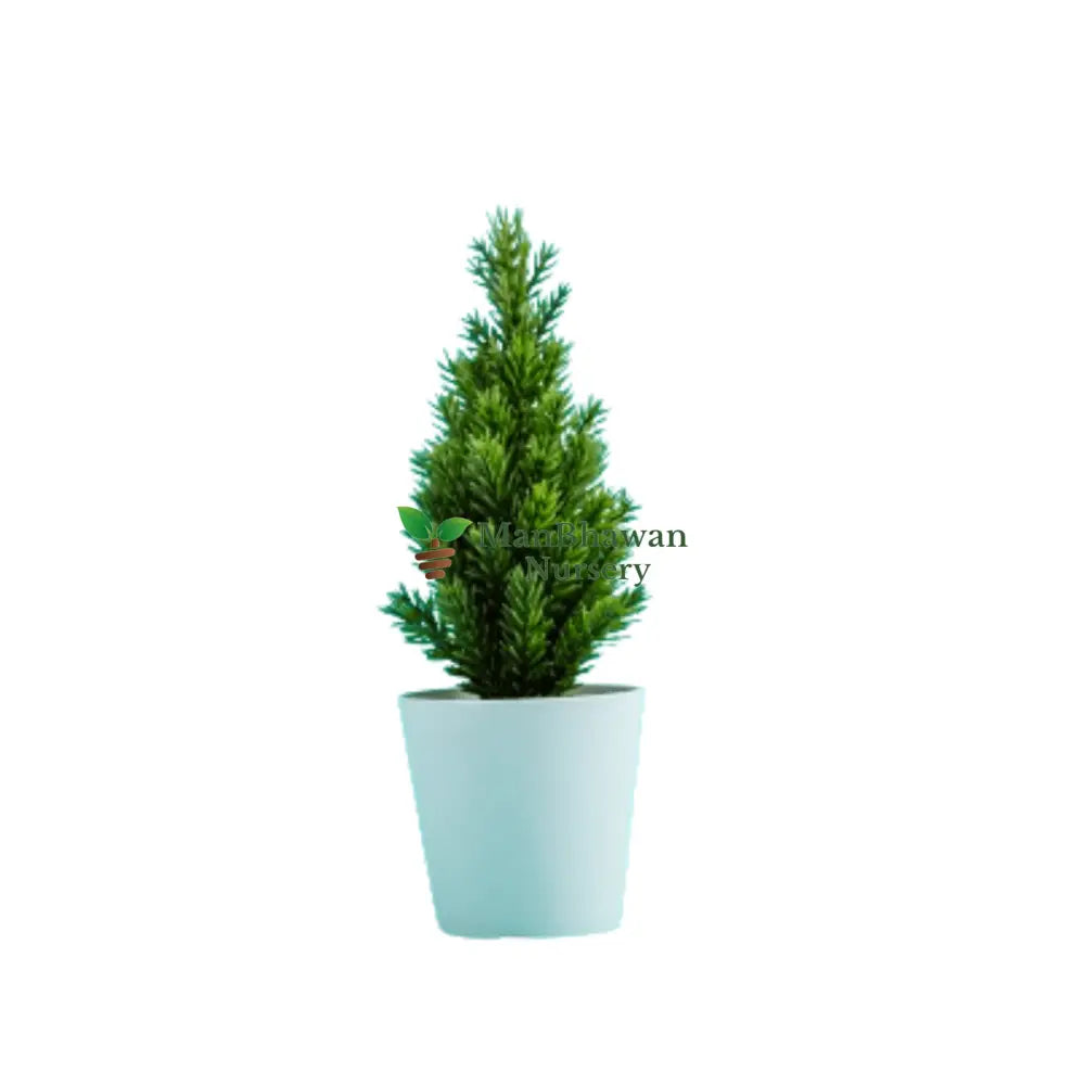 Pencil Pine - Cypress Plant