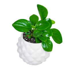 Peperomia Green in Diamond Pot
