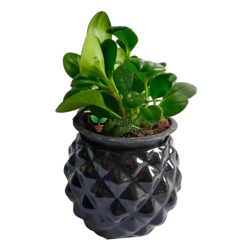 Peperomia Green in Diamond Pot