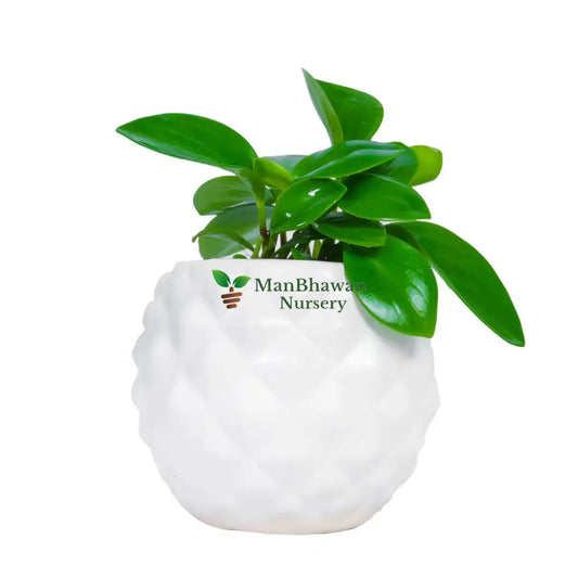 Peperomia Green in Diamond Pot
