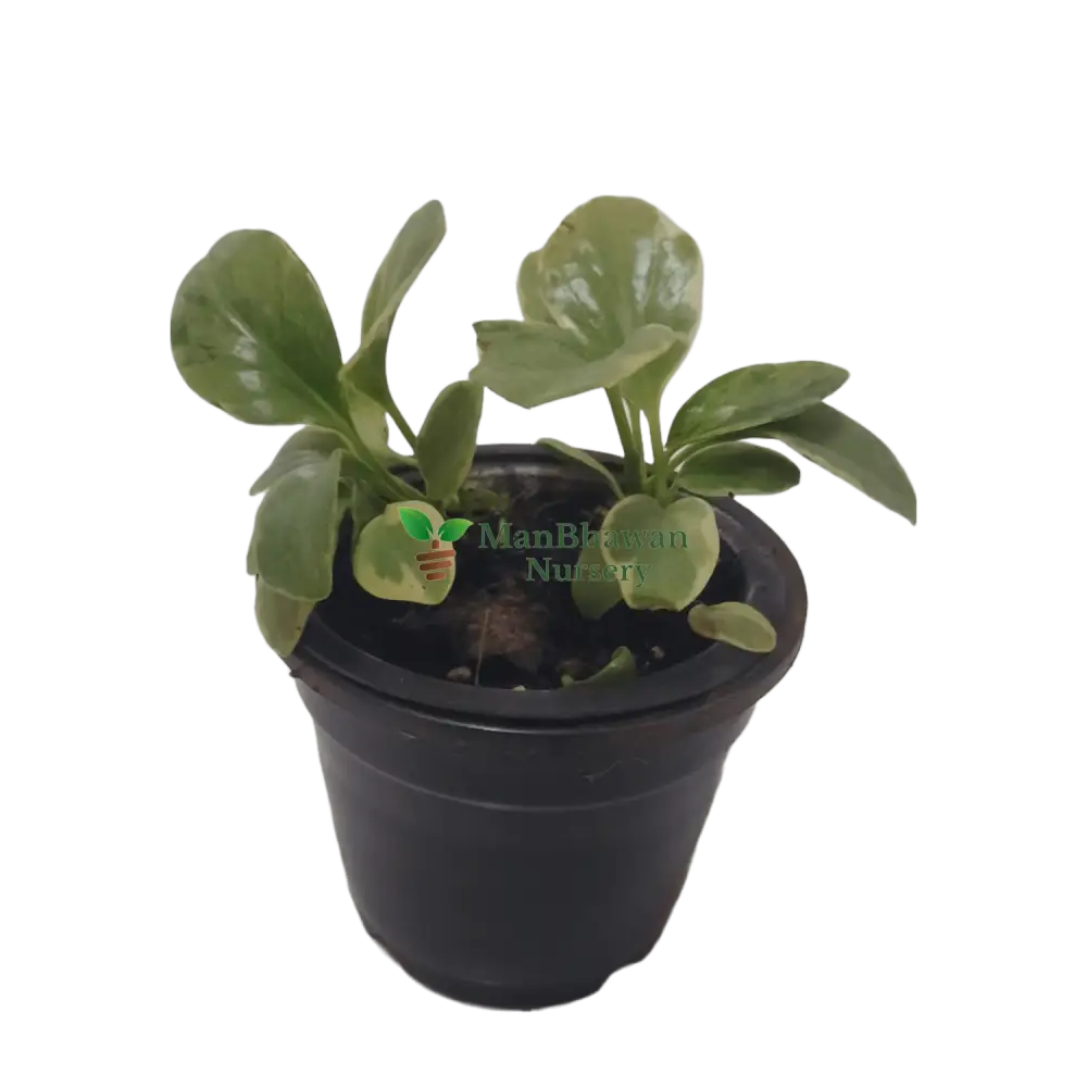 Peperomia Variegated