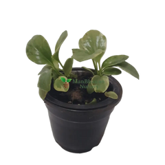 Peperomia Variegated