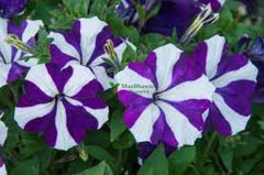 Petunia Plant