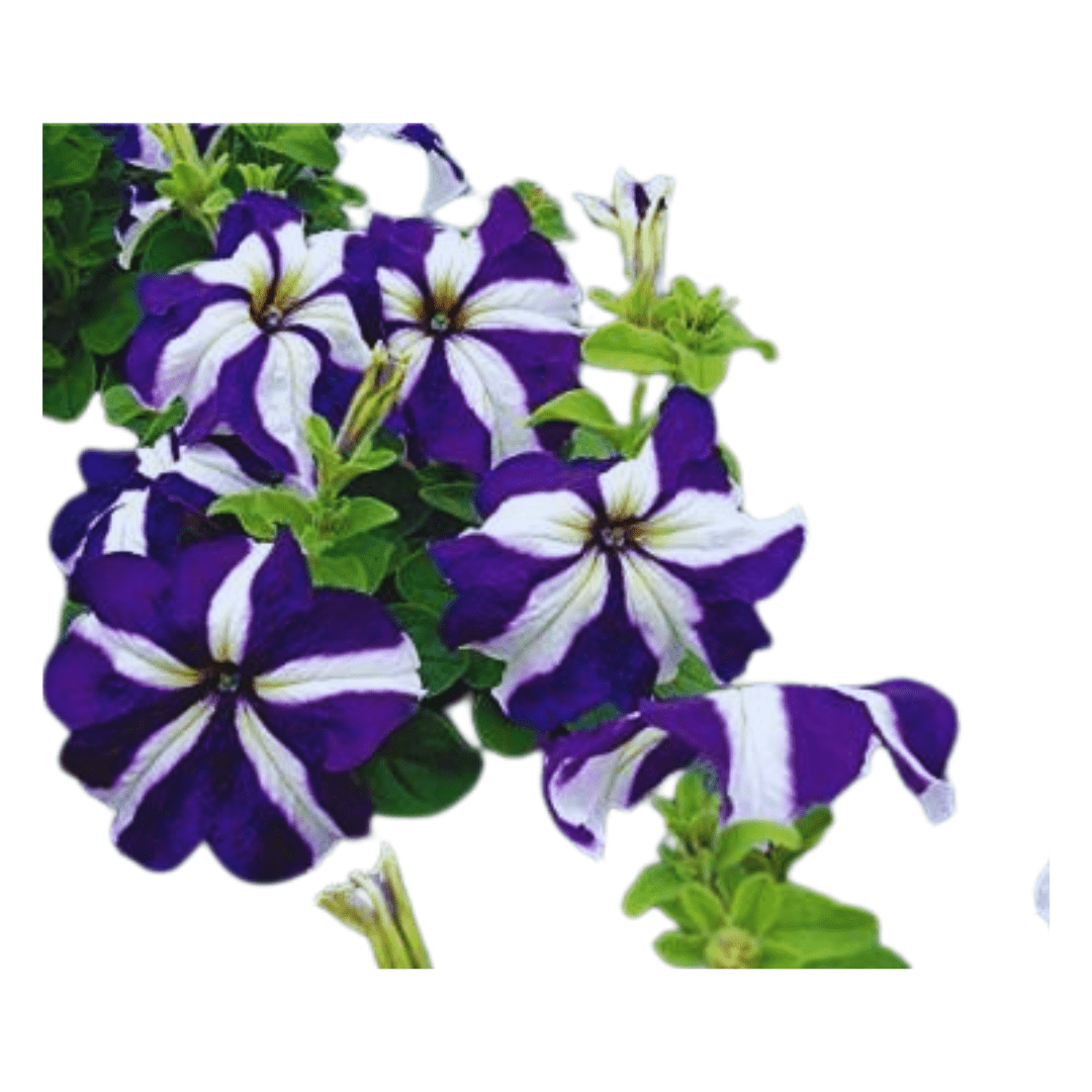 Petunia Plant