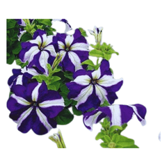 Petunia Plant