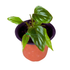 Philodendron Hosta Plant