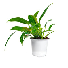 Philodendron - Martiana Plant