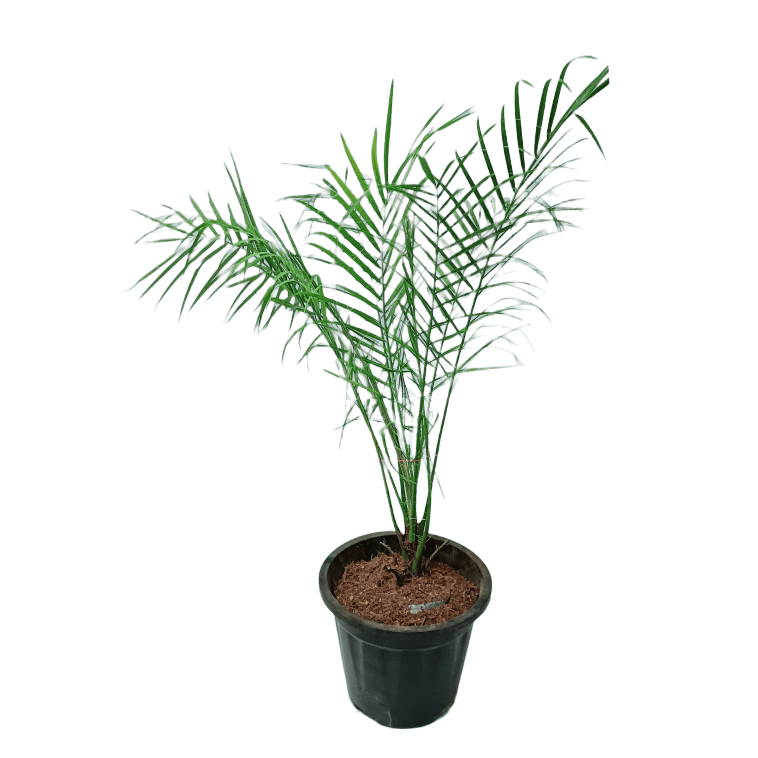 Phoenix Palm with Pot 2-3 ft