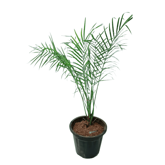 Phoenix Palm with Pot 2-3 ft