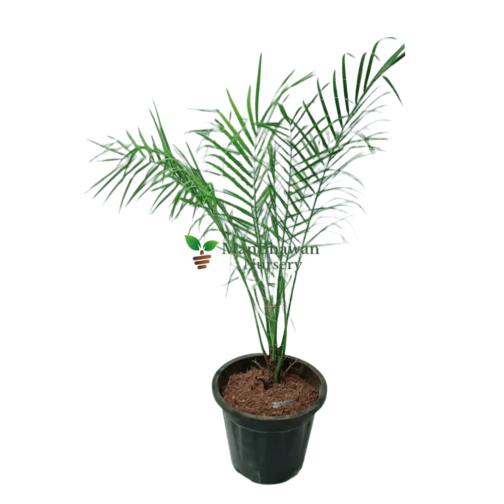Phoenix Palm with Pot 2-3 ft