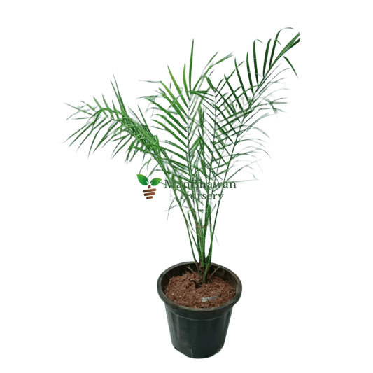Phoenix Palm with Pot 2-3 ft