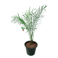 Phoenix Palm with Pot 2-3 ft