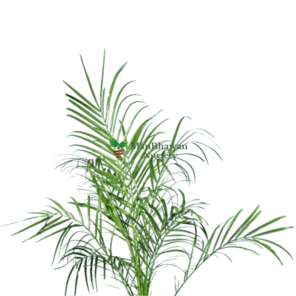 Phoenix Palm with Pot 2-3 ft