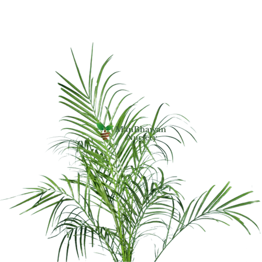 Phoenix Palm with Pot 2-3 ft
