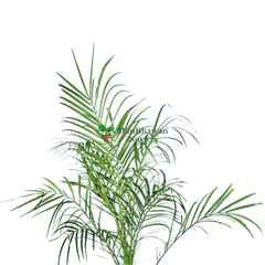 Phoenix Palm with Pot 2-3 ft