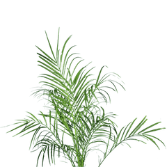 Phoenix Palm with Pot 2-3 ft