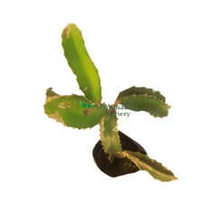 buy pitaya plant online, new fresh pitaya plant for home, online pitaya plant for garden, affordable fruit plant in ghaziabad