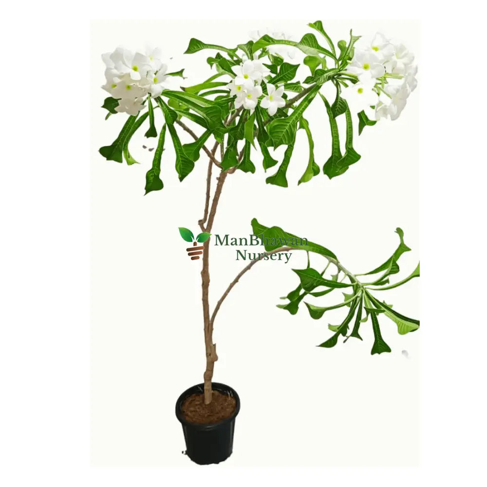 Plumeria Pudica Nag Champa