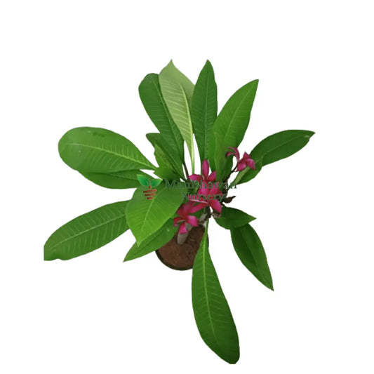 Plumeria Red Champa