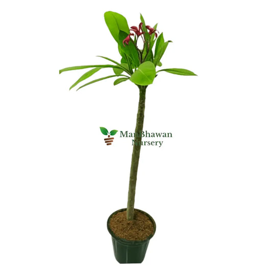 Plumeria Red Champa