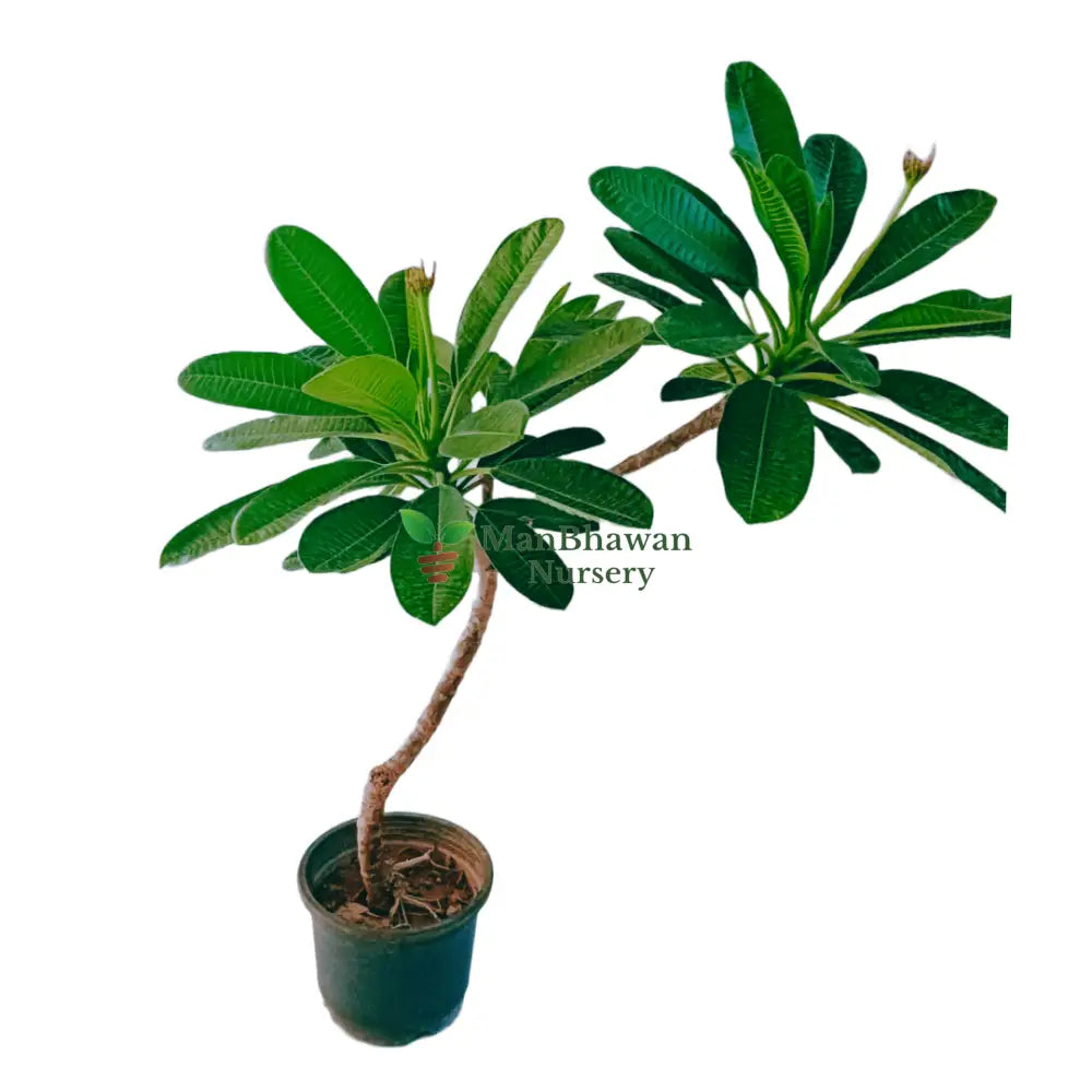 Plumeria White Champa