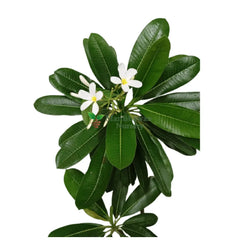 Plumeria White Champa