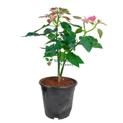 Poinsettia/Christmas Flower