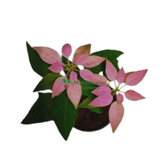 Poinsettia/Christmas Flower