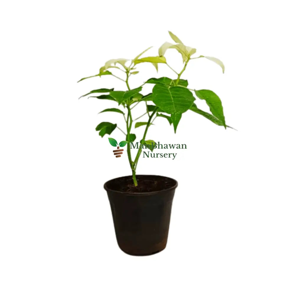 Poinsettia/Christmas Flower