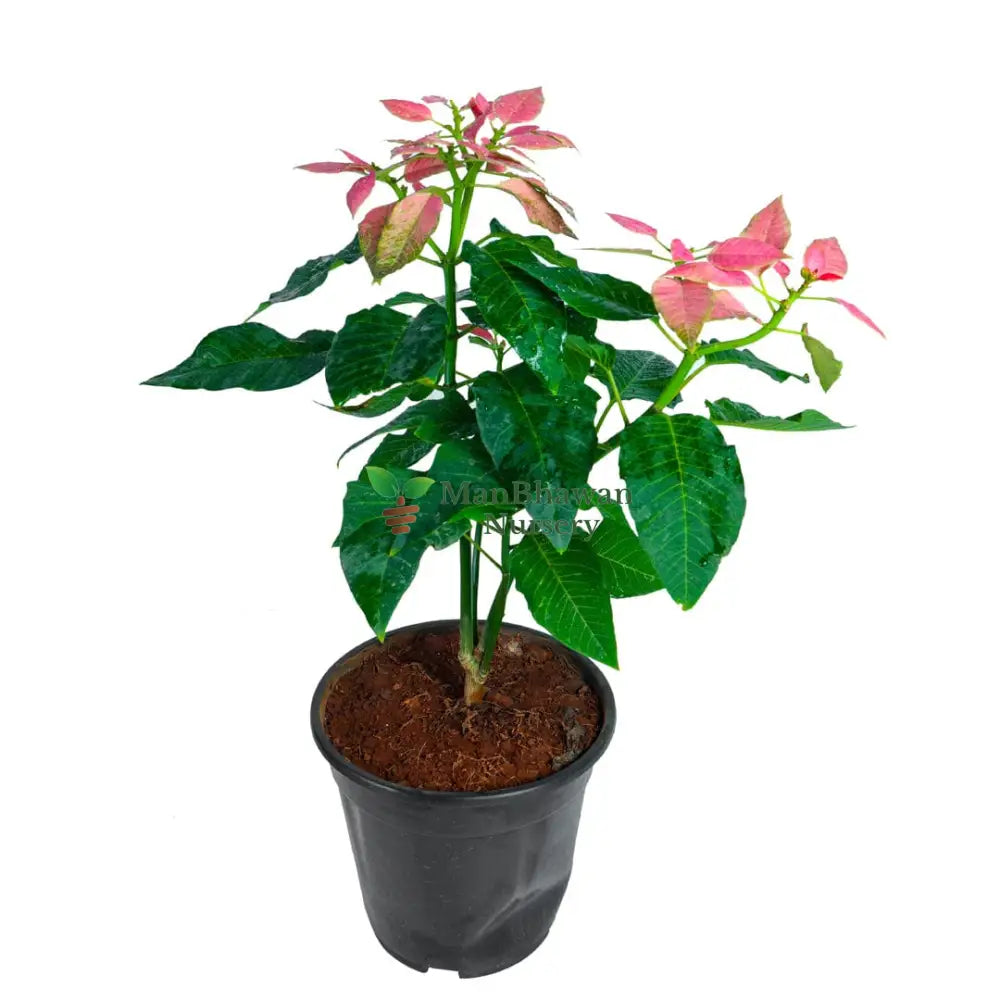 Poinsettia/Christmas Flower Pink