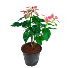 Poinsettia/Christmas Flower Pink