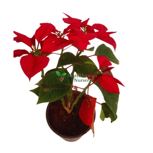 Poinsettia/Christmas Flower Red