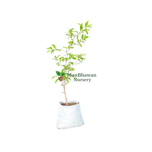 Buy Anar Plant Online: Add Pomegranate Beauty to Your Garden