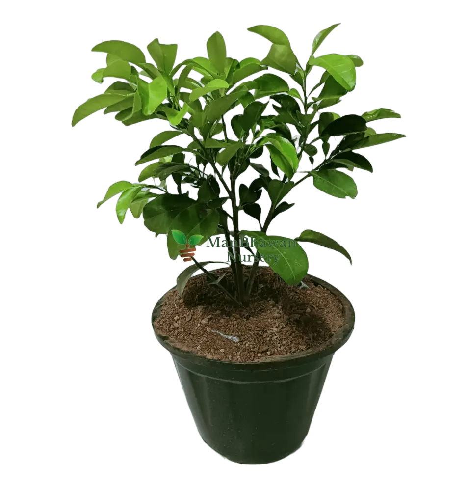 Pomelo / Chakotra Fruit 3ft